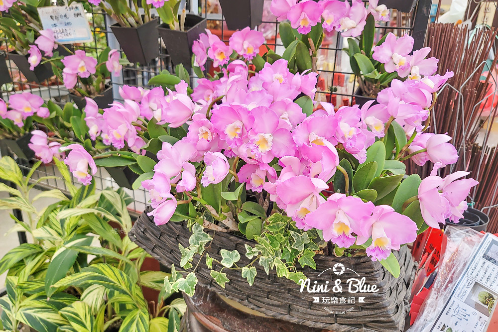 台中后里 萌芳花卉農場 后里蘭花景點12 台中后里 萌芳花卉農場 后里蘭花景點12