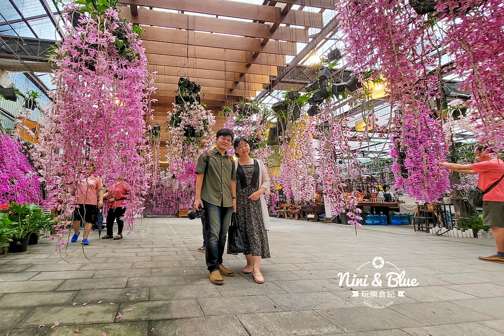 台中石斛蘭免費景點 萌芳花卉09