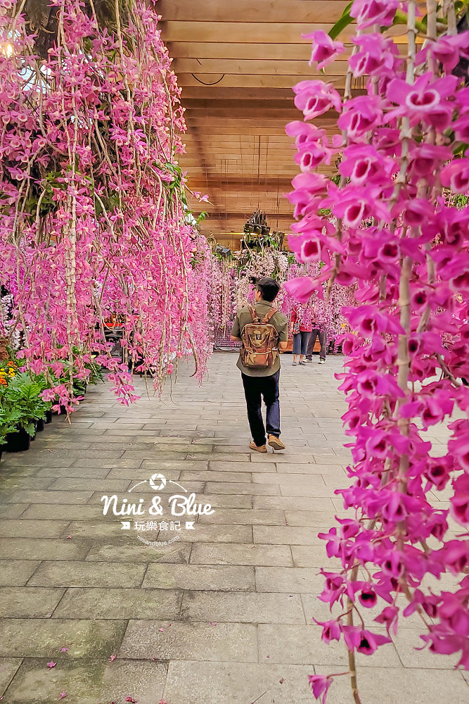 台中石斛蘭免費景點 萌芳花卉14