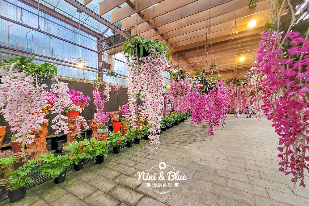 台中石斛蘭免費景點 萌芳花卉12