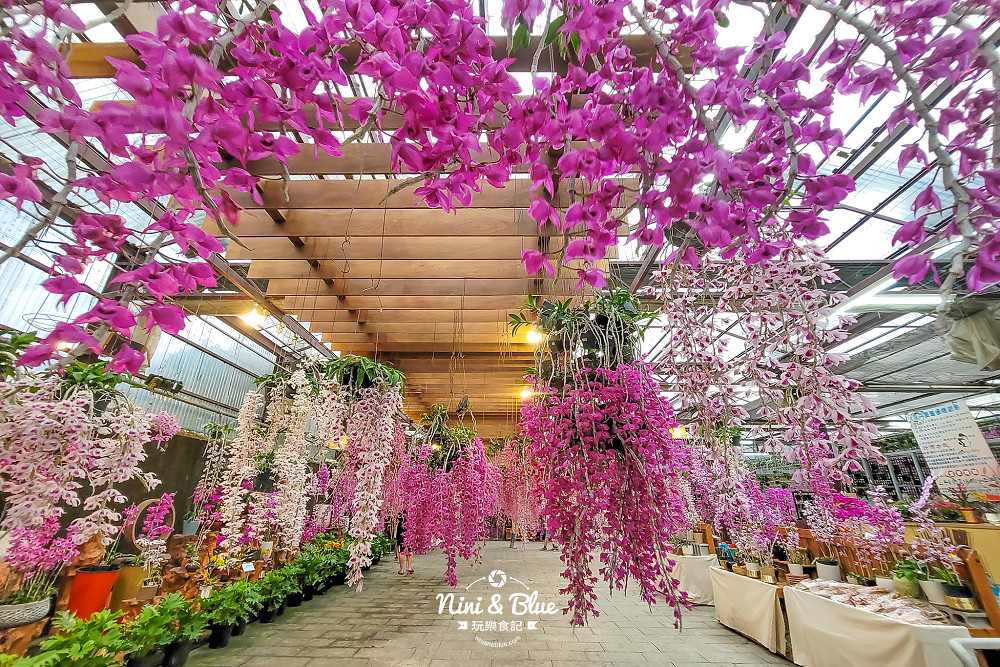 台中石斛蘭免費景點 萌芳花卉13