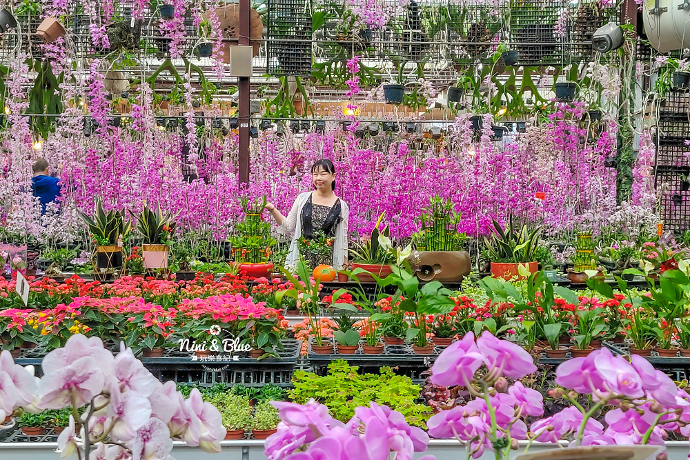 台中石斛蘭免費景點 萌芳花卉15