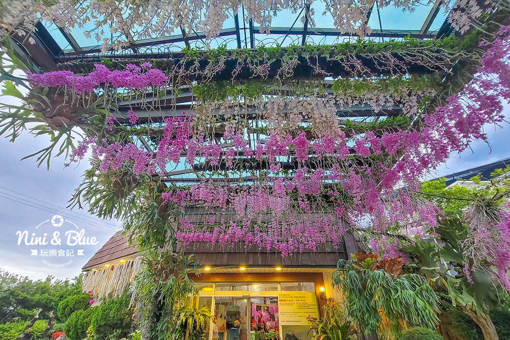 台中石斛蘭免費景點 萌芳花卉17
