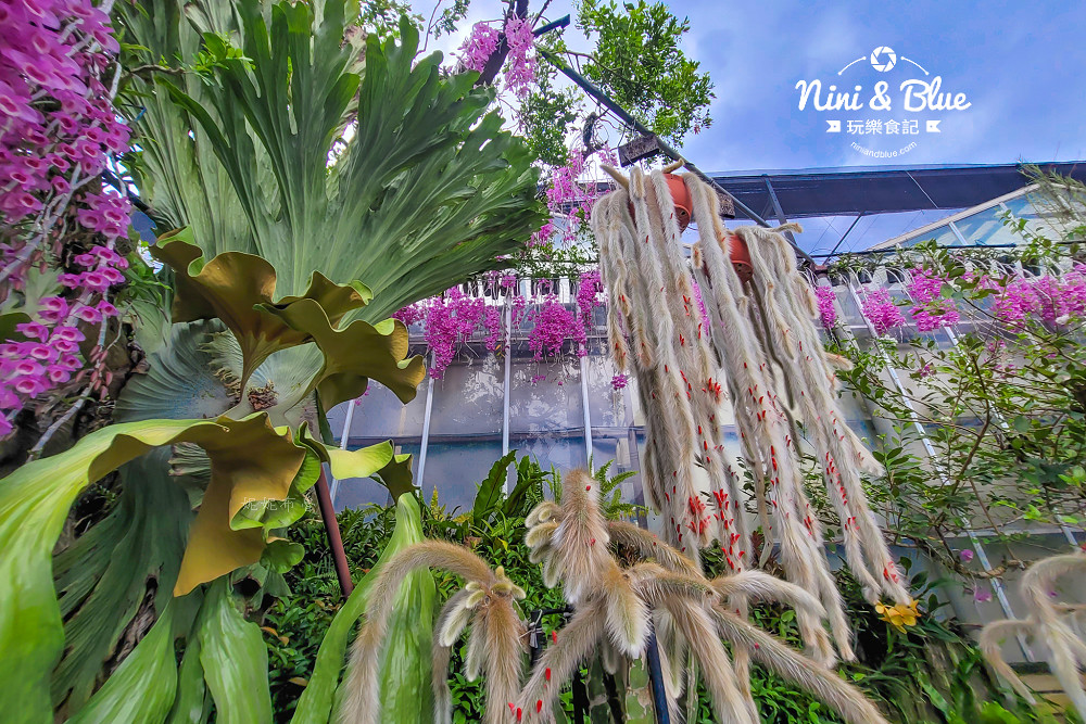 台中石斛蘭免費景點 萌芳花卉01