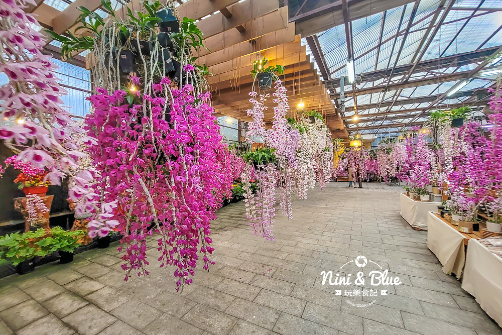 台中石斛蘭免費景點 萌芳花卉11