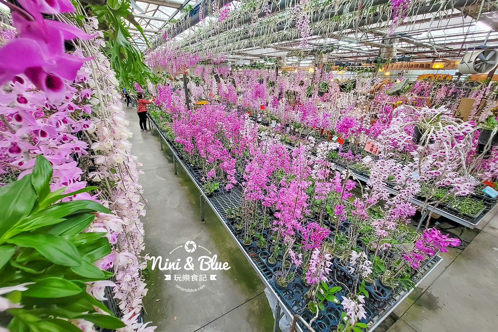 台中石斛蘭免費景點 萌芳花卉08