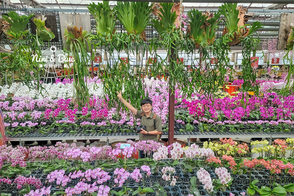 台中石斛蘭免費景點 萌芳花卉06