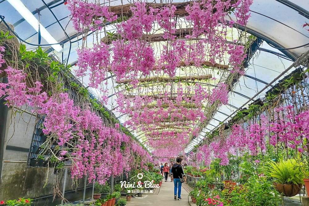 台中石斛蘭免費景點 萌芳花卉05