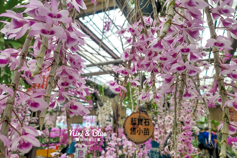 台中石斛蘭免費景點 萌芳花卉03
