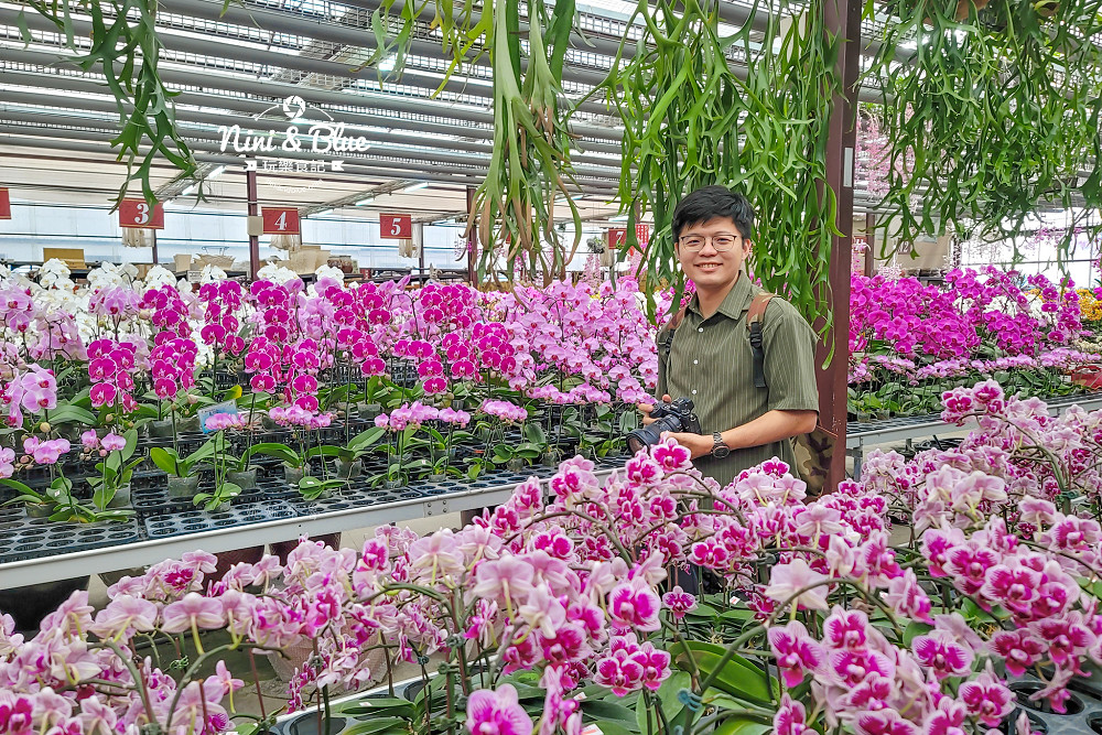 台中石斛蘭免費景點 萌芳花卉07
