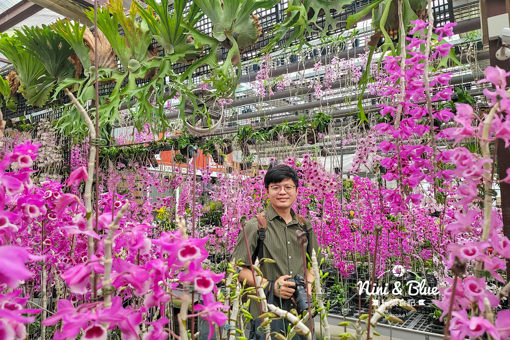 台中石斛蘭免費景點 萌芳花卉04