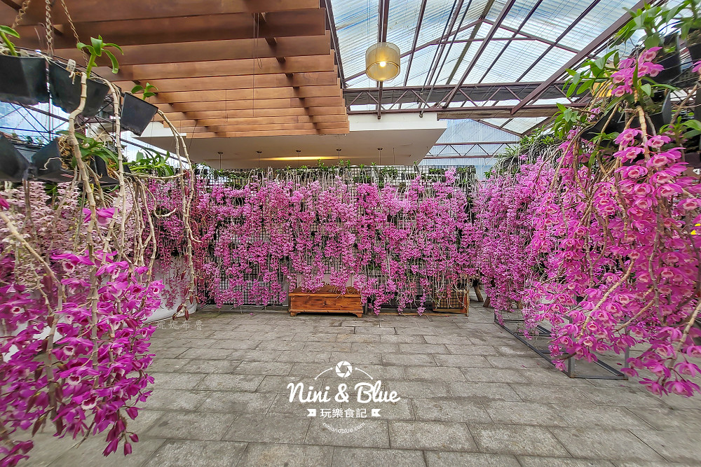 台中石斛蘭免費景點 萌芳花卉02