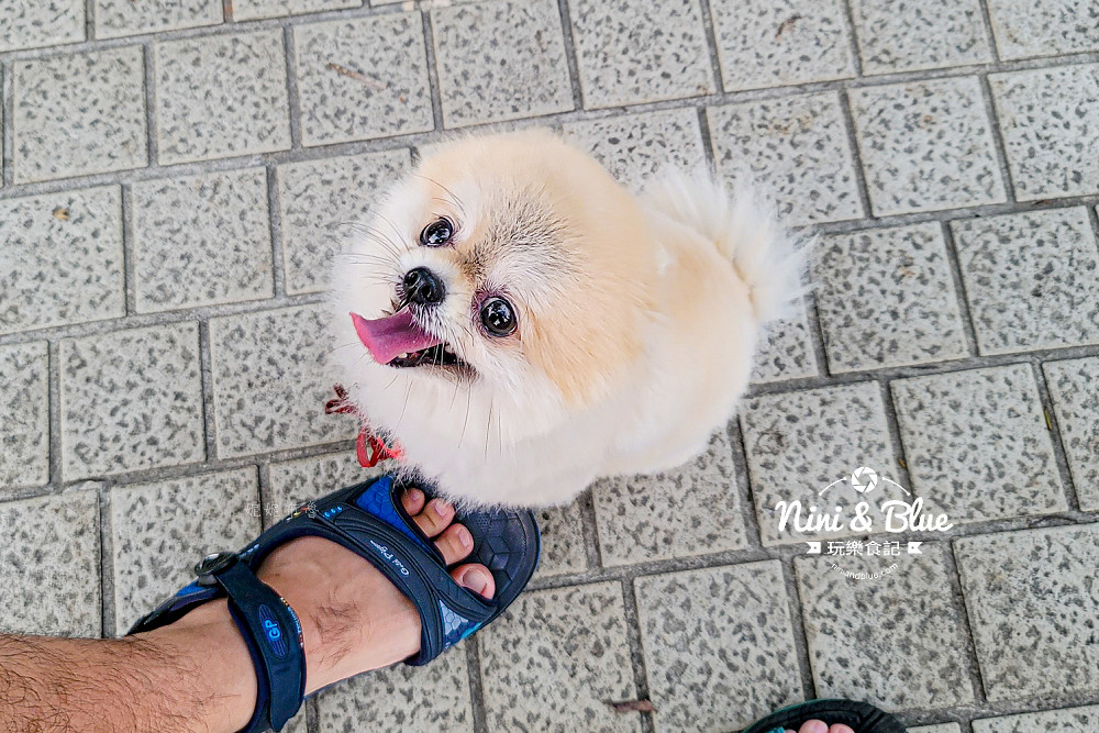 台中北屯寵物公園 新平公園10
