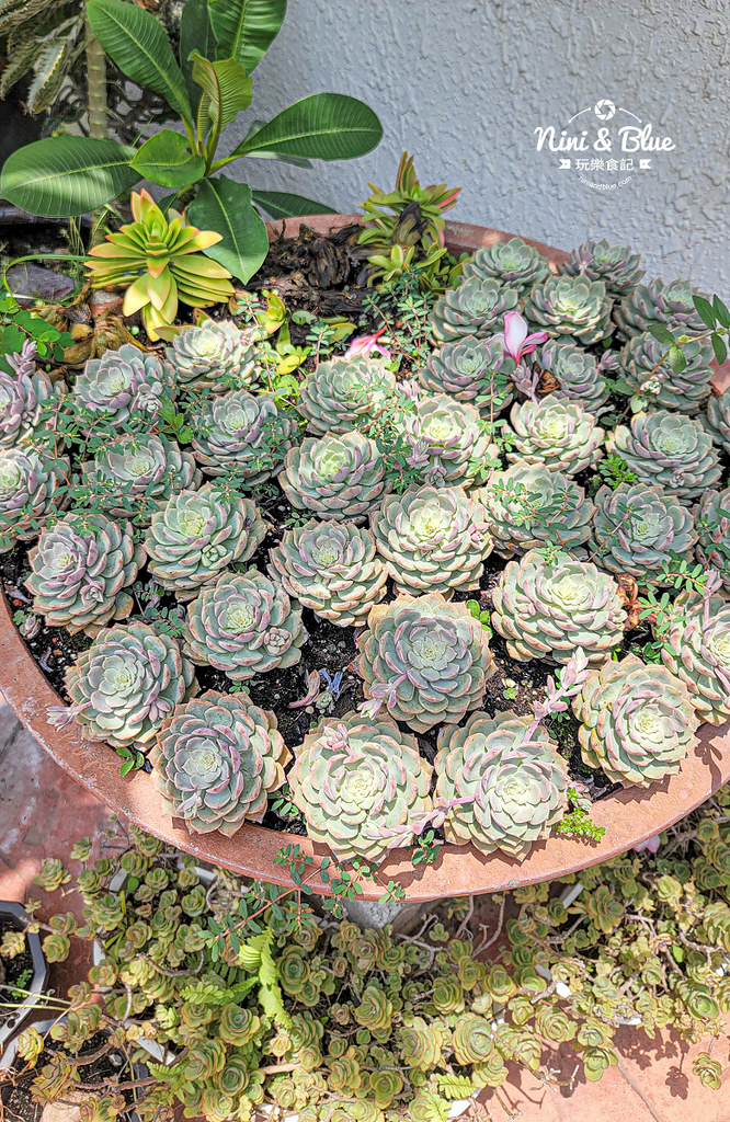 田尾 多肉好好買 荷蘭花園17