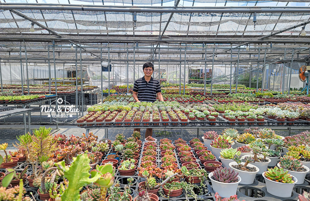 田尾 多肉好好買 荷蘭花園11