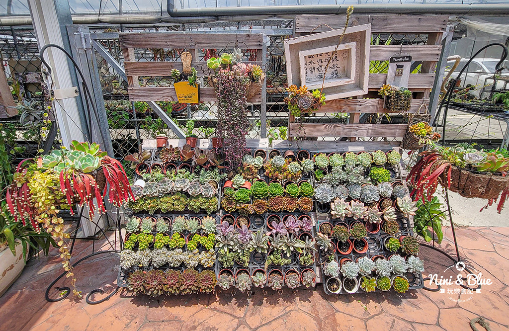田尾 多肉好好買 荷蘭花園16