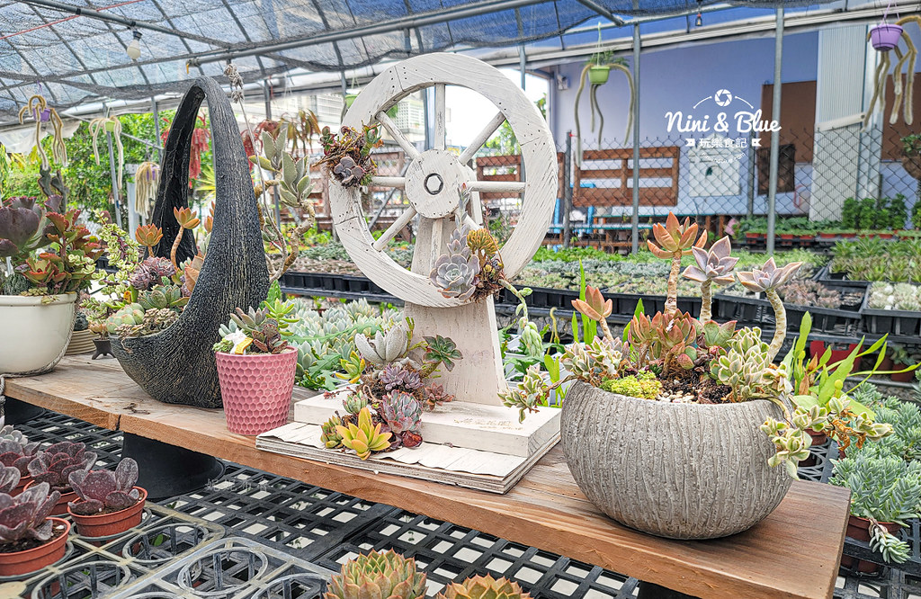 田尾 多肉好好買 荷蘭花園14