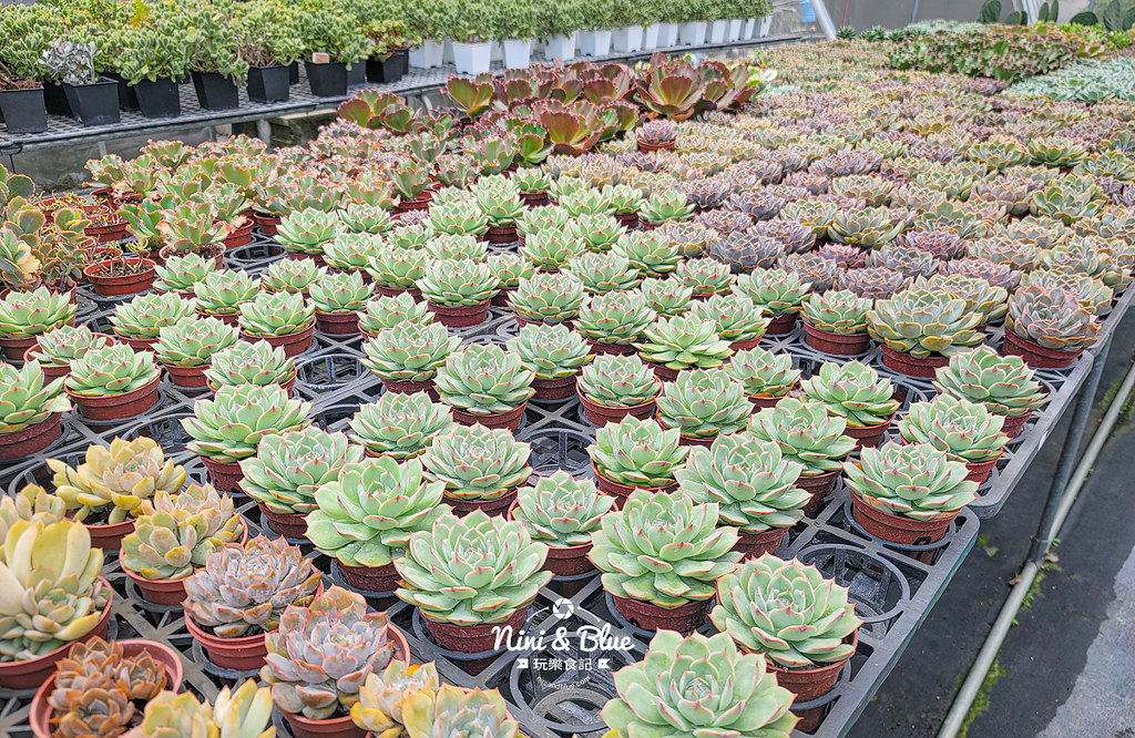 田尾 多肉好好買 荷蘭花園12