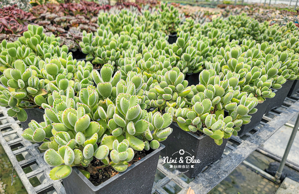 田尾 多肉好好買 荷蘭花園08