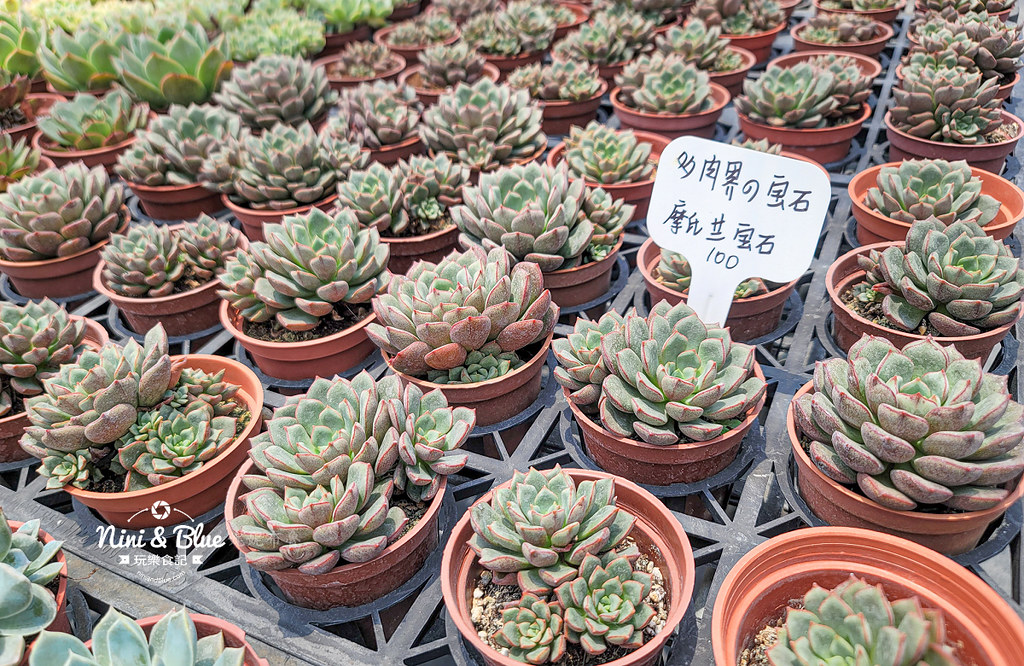 田尾 多肉好好買 荷蘭花園09