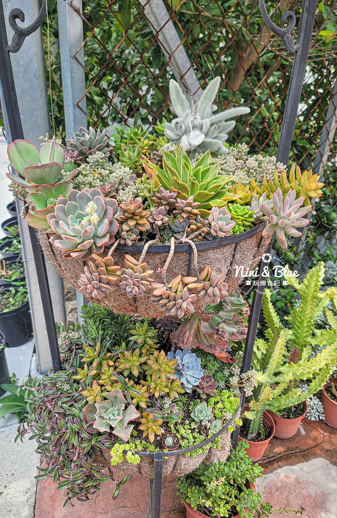 田尾 多肉好好買 荷蘭花園24