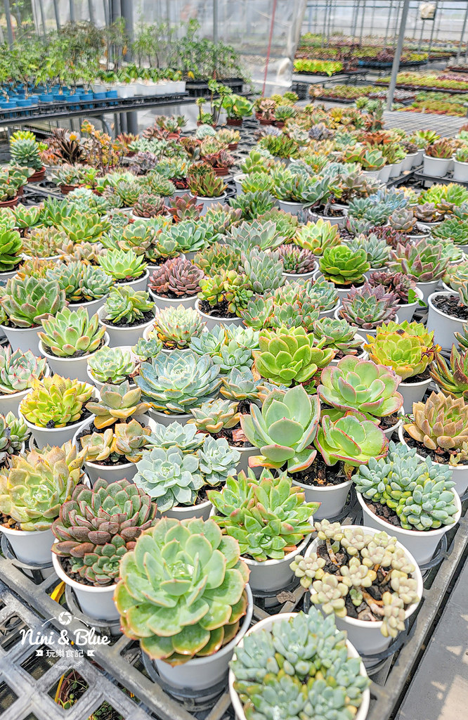 田尾 多肉好好買 荷蘭花園06