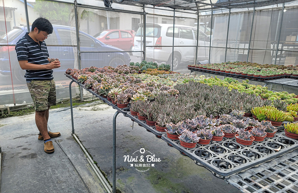 田尾 多肉好好買 荷蘭花園10
