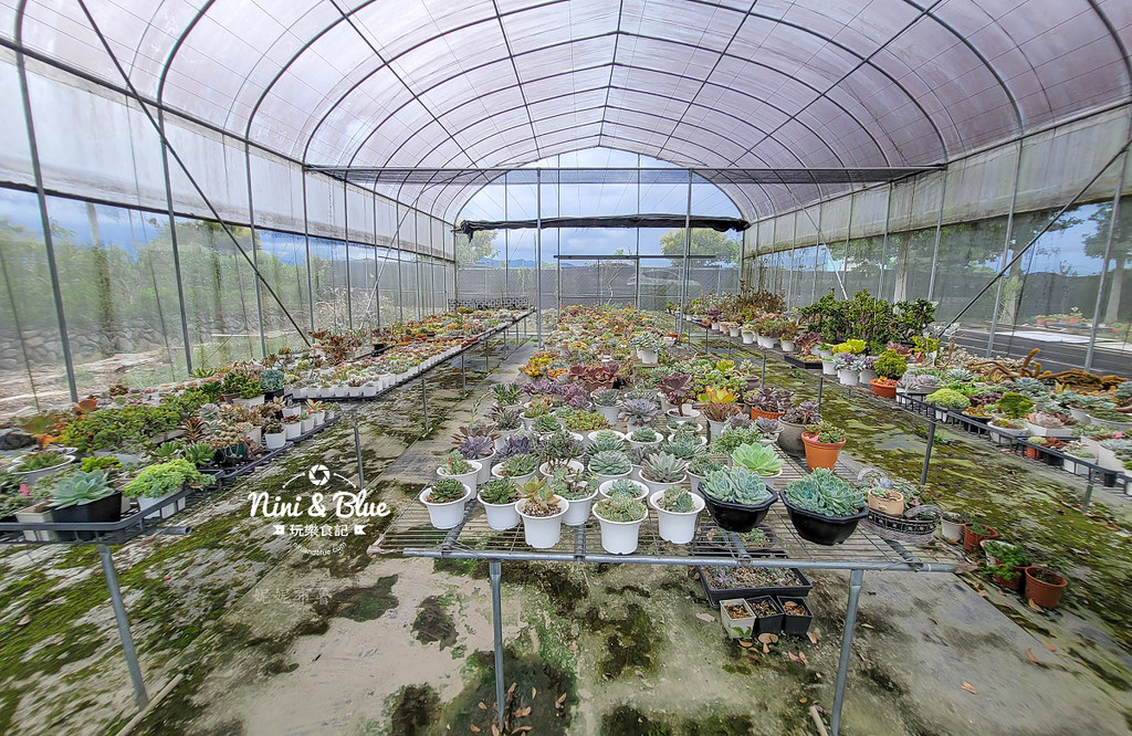 阿蓮娜多肉植物主題花園 南投埔里多肉17
