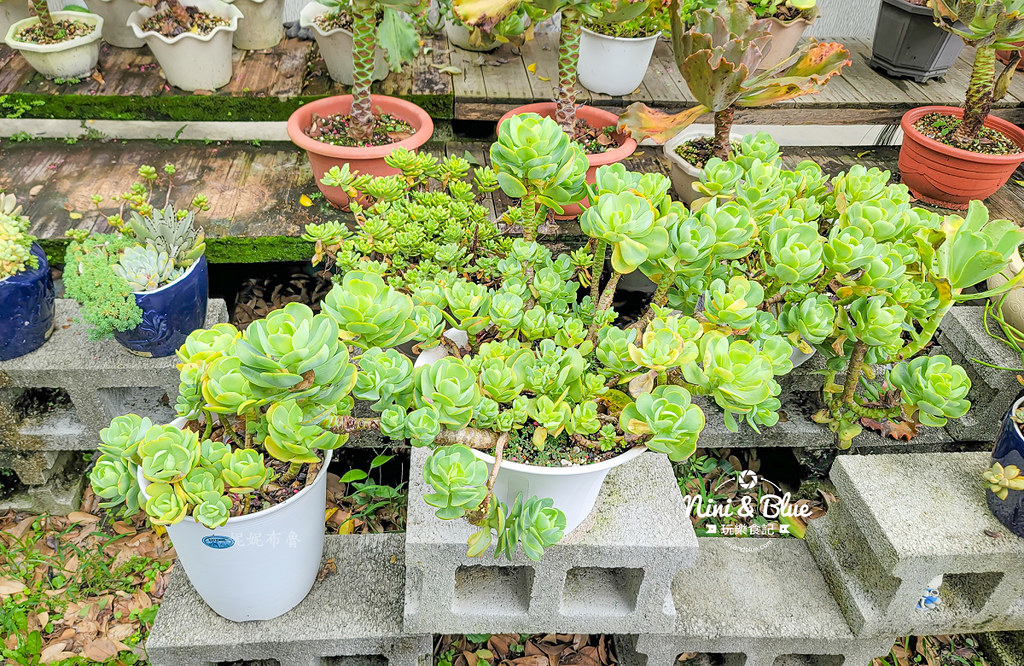 阿蓮娜多肉植物主題花園 南投埔里多肉16