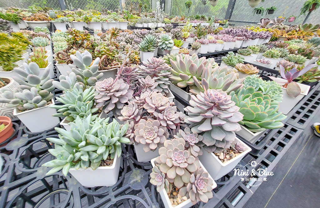 阿蓮娜多肉植物主題花園 南投埔里多肉06