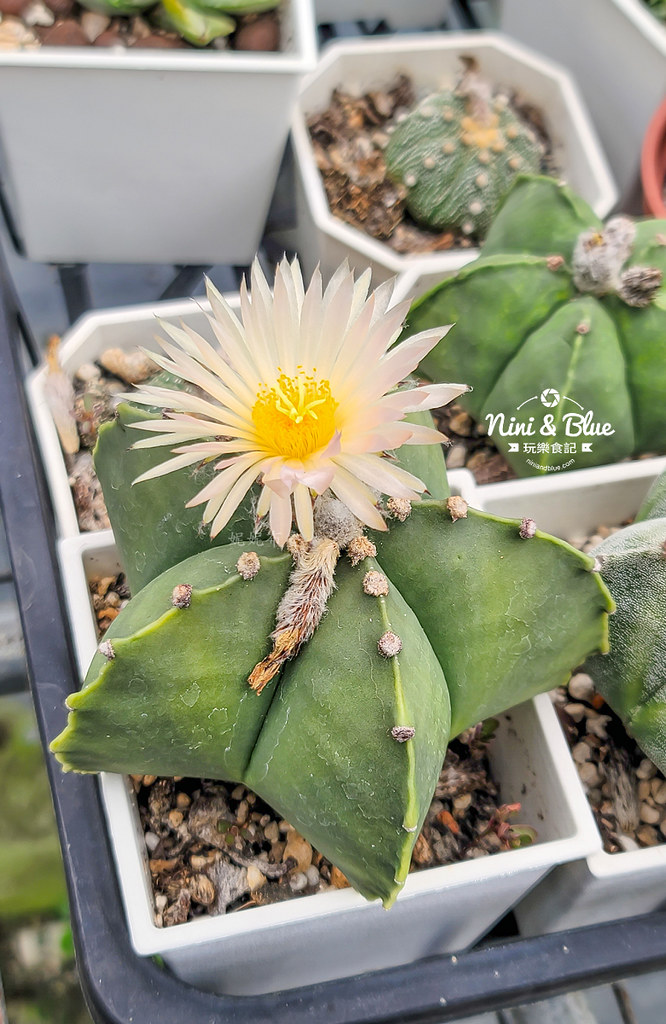 阿蓮娜多肉植物主題花園 南投埔里多肉20