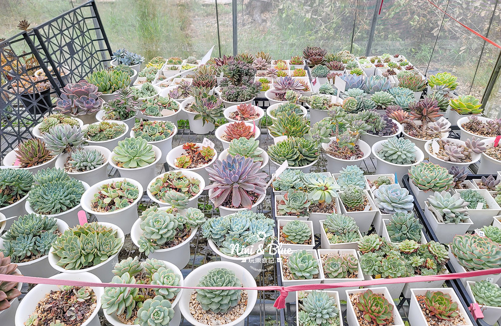 阿蓮娜多肉植物主題花園 南投埔里多肉19