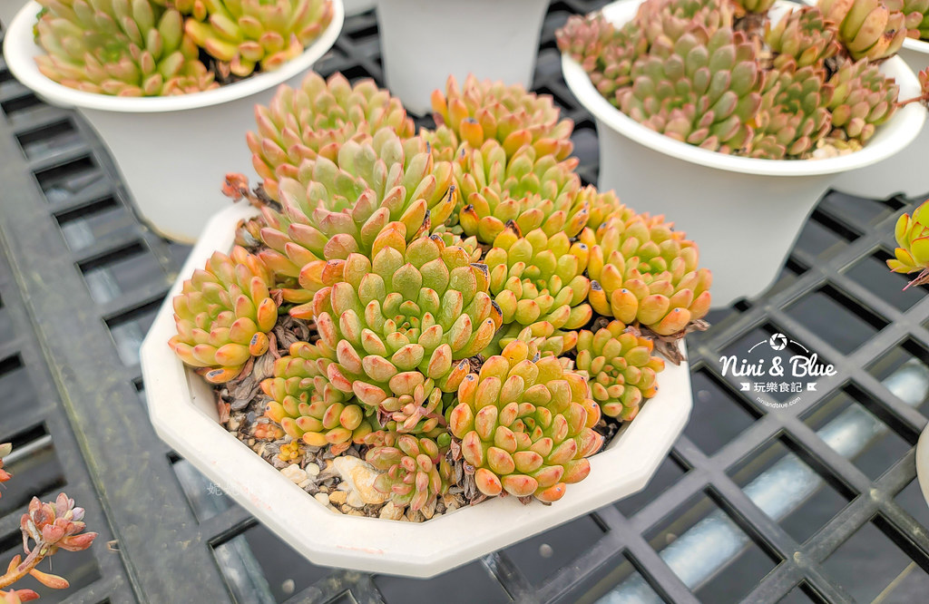 阿蓮娜多肉植物主題花園 南投埔里多肉08