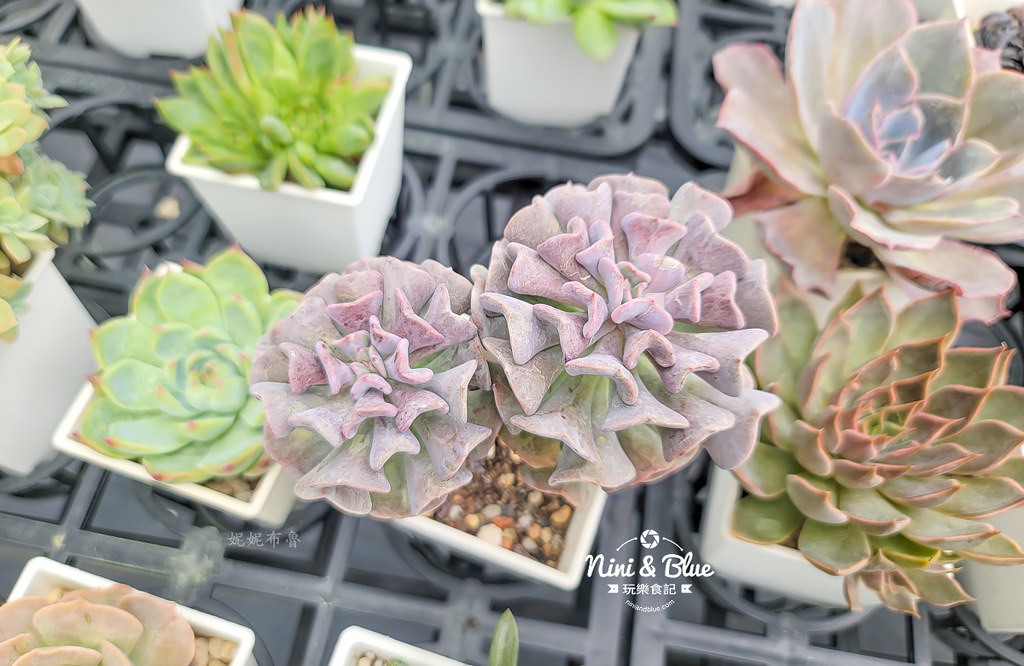 阿蓮娜多肉植物主題花園 南投埔里多肉10