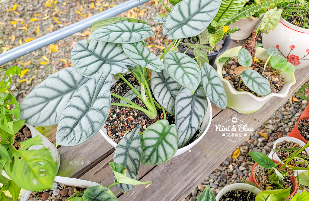 阿蓮娜多肉植物主題花園 南投埔里多肉15