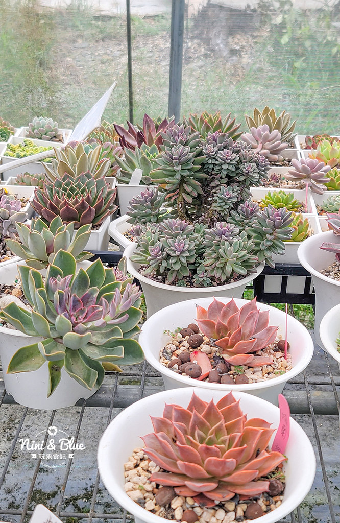 阿蓮娜多肉植物主題花園 南投埔里多肉18