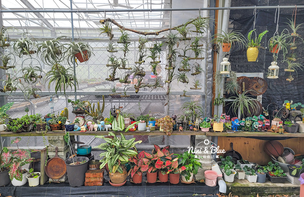 阿蓮娜多肉植物主題花園 南投埔里多肉13