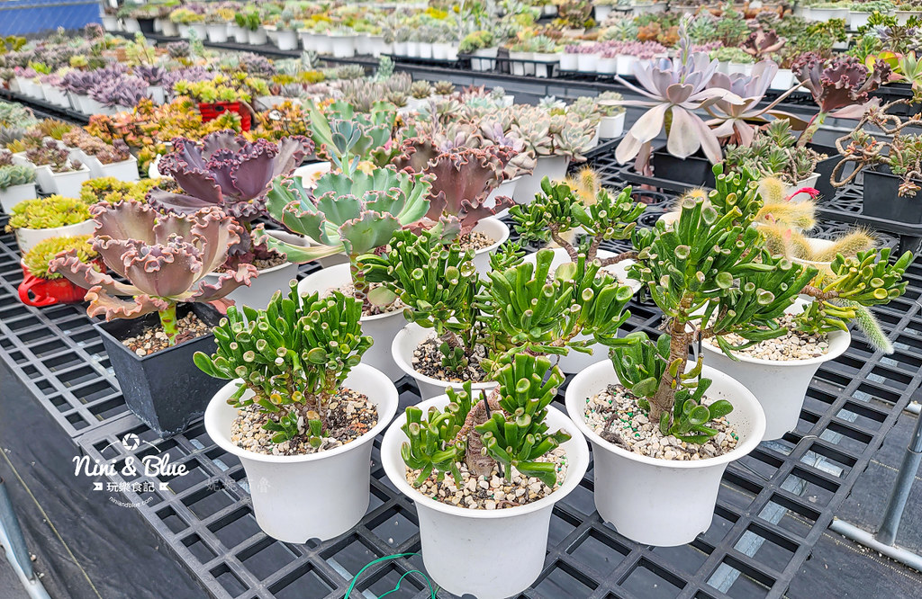 阿蓮娜多肉植物主題花園 南投埔里多肉07