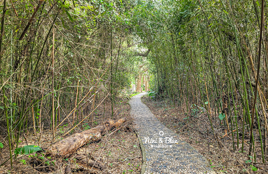 后里鳳凰山步道 觀音山步道 后里景點14