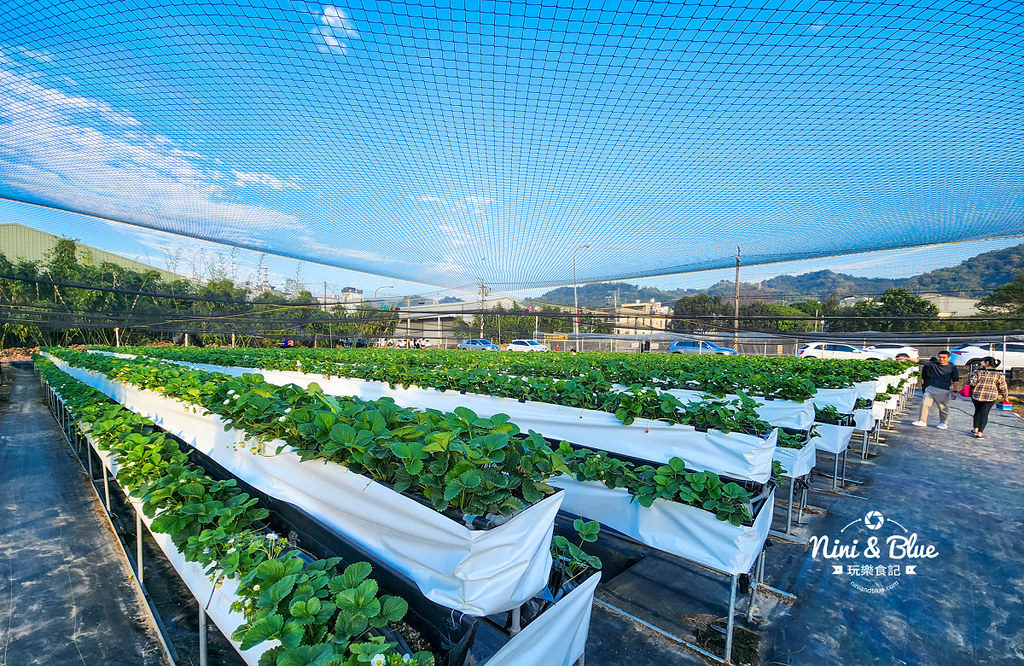 草莓世界台中採草莓景點202402
