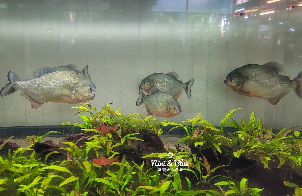 國立自然科學博物館植物園  門票 台中景點 雨林24
