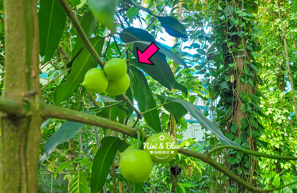 國立自然科學博物館植物園  門票 台中景點 雨林14
