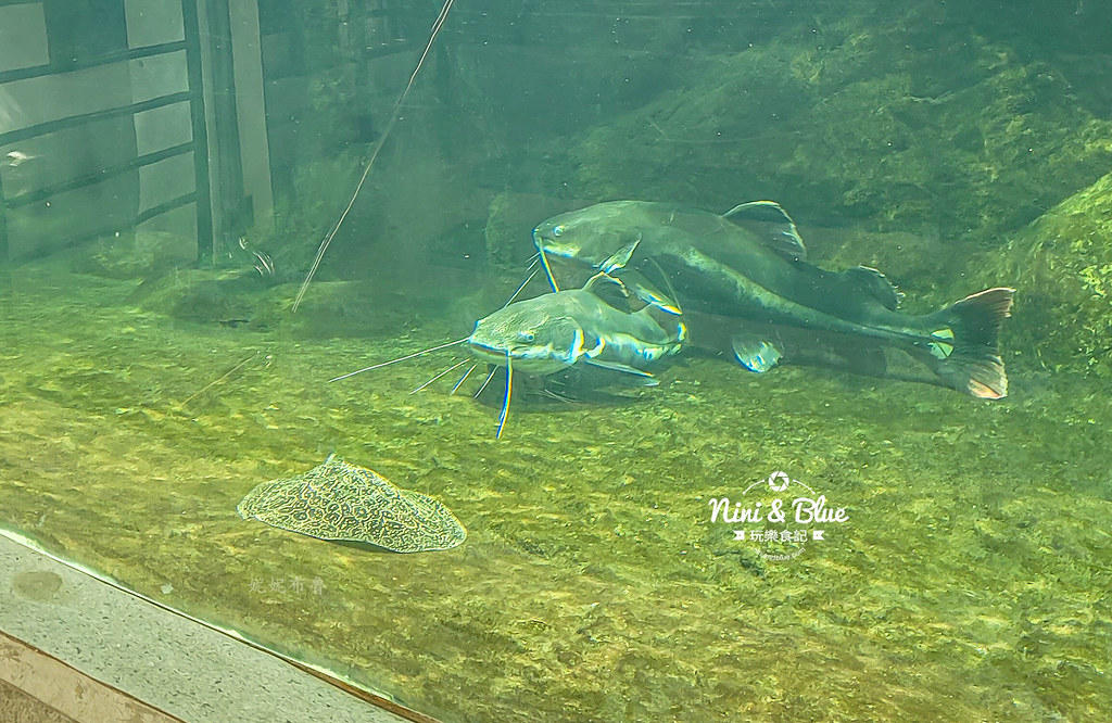 國立自然科學博物館植物園  門票 台中景點 雨林19