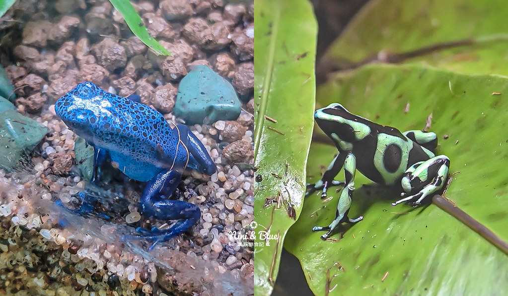國立自然科學博物館植物園  門票 台中景點 雨林01