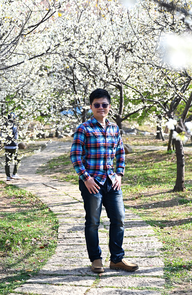台中中科崴立櫻花公園台中賞櫻景點19