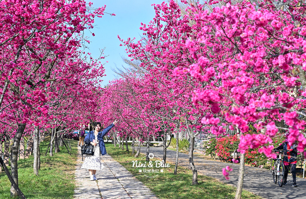 台中中科崴立櫻花公園台中賞櫻景點12