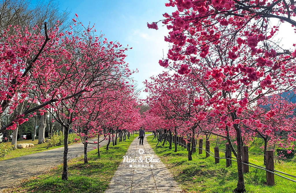 台中中科崴立櫻花公園台中賞櫻景點02 台中中科崴立櫻花公園台中賞櫻景點02