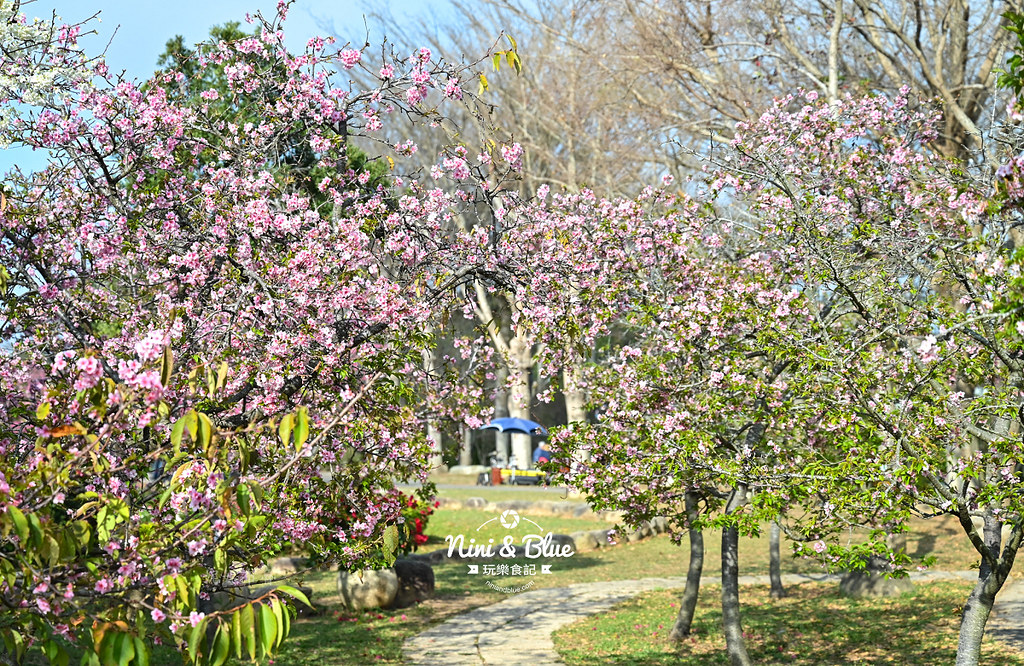 台中中科崴立櫻花公園台中賞櫻景點14
