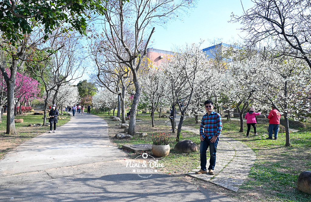 台中中科崴立櫻花公園台中賞櫻景點18