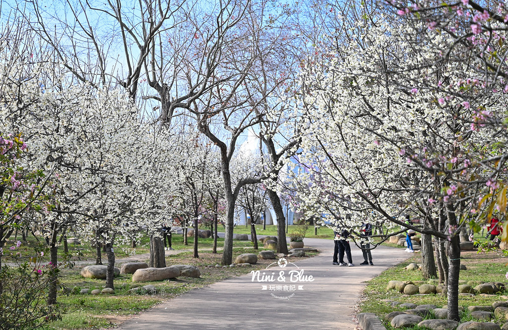 台中中科崴立櫻花公園台中賞櫻景點16